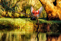 OB104 Galah, Billabong Sturt National Park NSW